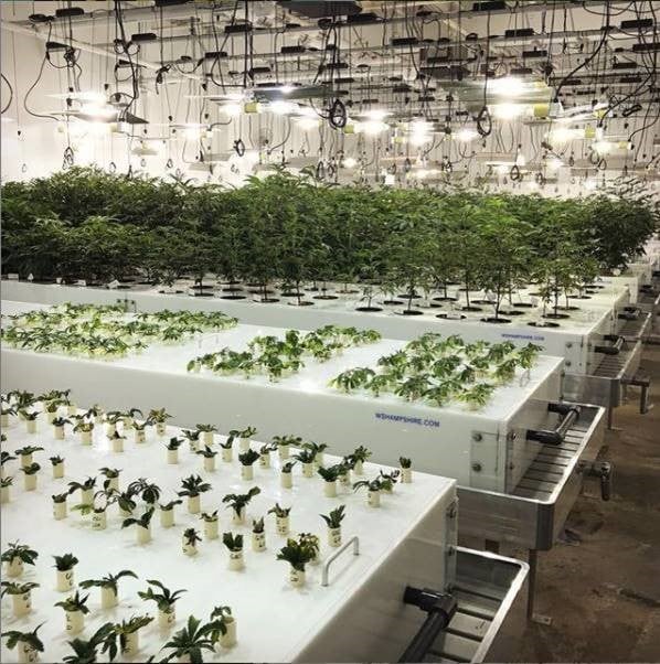 Aeroponic Cannabis Grow System